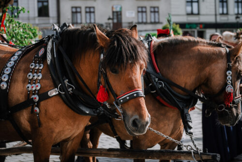 Zielonoświątkowy przejazd bryczkami pełen tradycji i muzyki! 45 ZieloneSwiatki 077